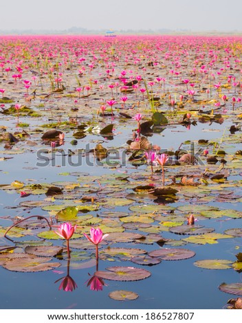Boat Tour in Large Lake of Blooming Pink Lotus or Water Lily, Thailand