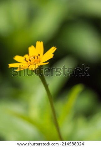 Beautiful single flower of Little Yellow Star (Melampodium divaricatum) in tropical garden