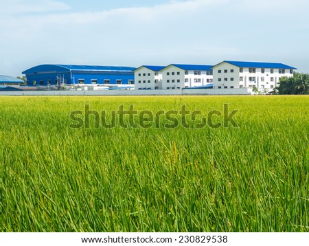 Green rice field and factory in developing country