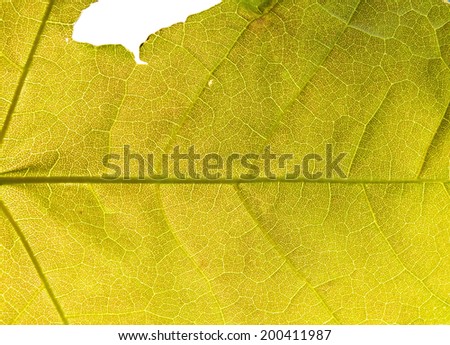 Yellow leaf cell structure