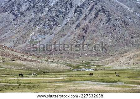 Horses feeding on pasture in high mountains