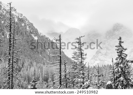 Black and white landscape of snow covered pine trees and mountain peaks on a foggy winter day.