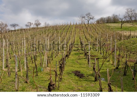 spring wineyard landscape in southern moravia wine region