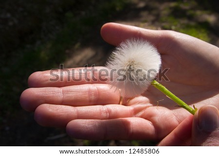 dandelion in a a hand