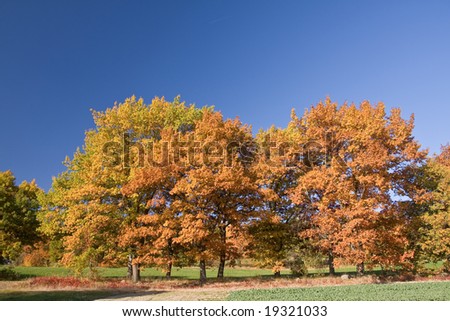 colorful autumn scenery in the park