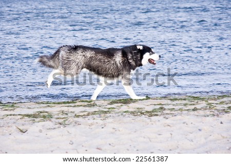 Husky Running