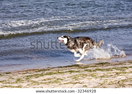 Husky Running