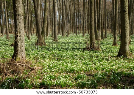 snowflake forest in the springtime