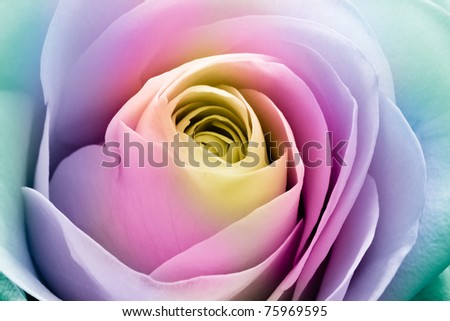 close up of colorful rose petals