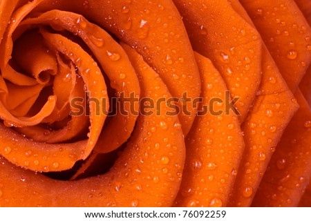 beautiful orange rose close up