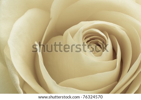 close up of white rose petals