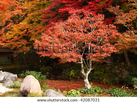 japanese maple bloodgood growth rate. japanese maple tree meaning.
