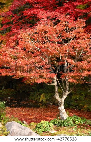Red japanese maple tree (Nanzen-ji temple, Kyoto)