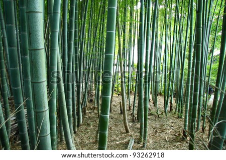 Bamboo forest in Japan (Arashiyama, Kyoto)