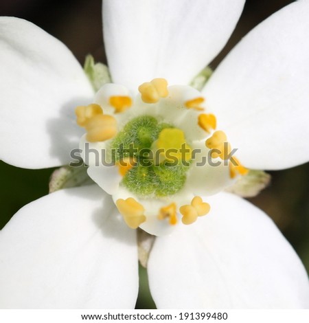 Close up of an inner part of a flower