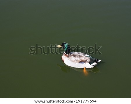 Mallard duck with green head on green water