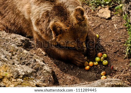 Giant brown bear (Ursus arctos) - omnivore animal, collecting apples for its summer meal.