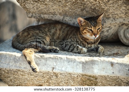 Turkey, Ephesus, a cat (Felis catus) in ruins of the ancient roman city