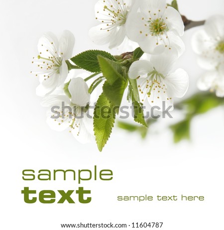 stock photo : white flowers