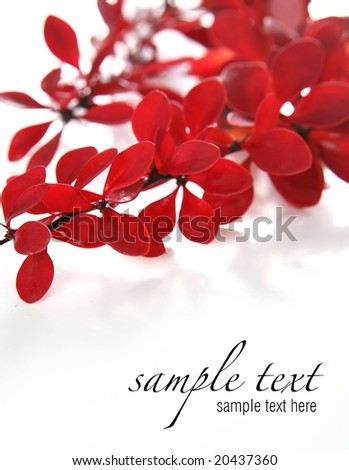 Red plant (easy to remove the text)