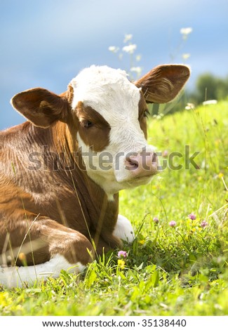 Beautiful Cow Pictures