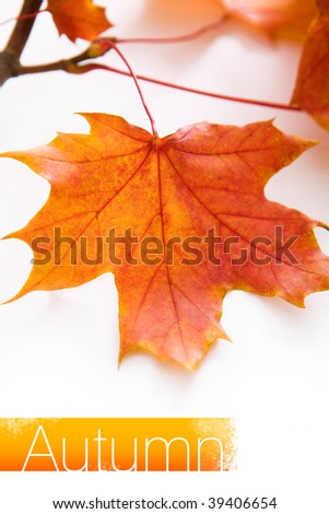 Autumn orange leaf. Space for text or logo isolated on white.