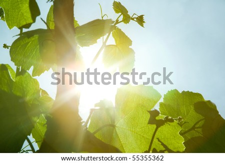 green wine leaves and sun rays