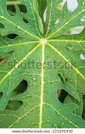 water drop on papaya leaf