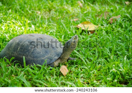 The Old turtle in nature