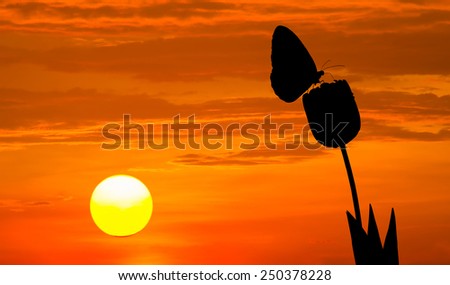 silhouette tulips flowers and butterfly on sunset background
