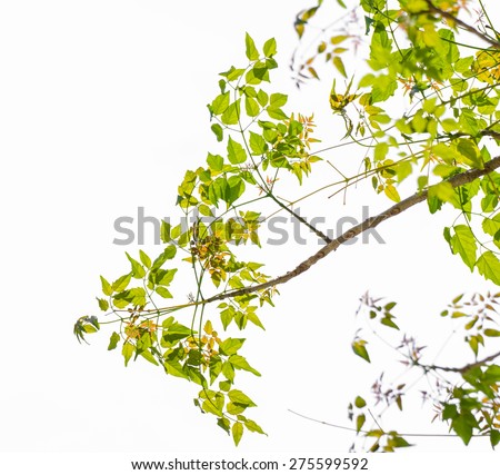 tree leaf on white background