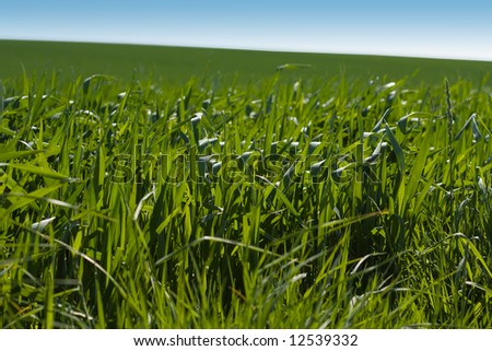 Large field. Focus on grass on foreground. Orientation landscape