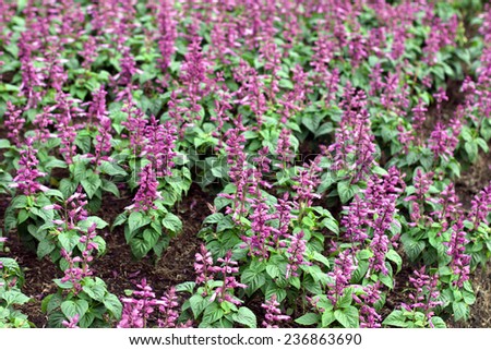 Small purple flower shrub