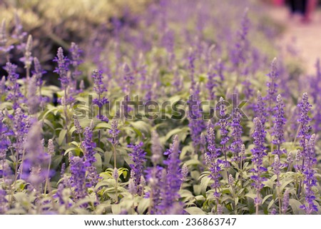 Purple flower shrub in vintage tone