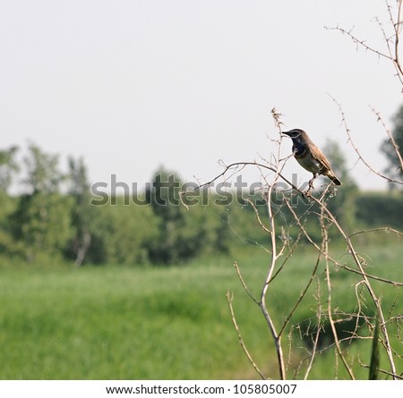 bird sitting on top of a branch and singing  stock photo