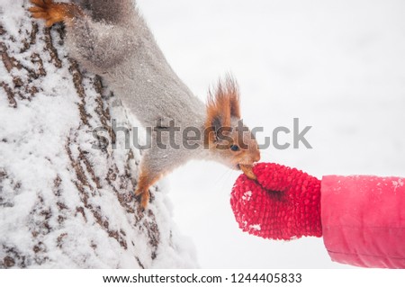 red squirrel on a tree branch in winter. Squirrel sitting on a tree against a snowy forest