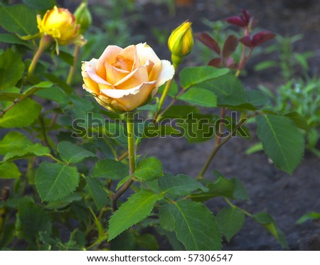 bush of the yellow rose in natural kind