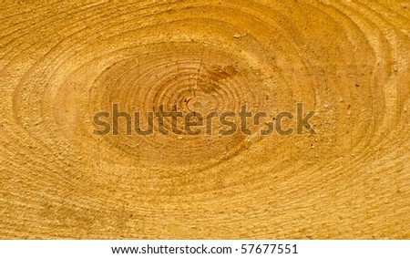 wood cross section with annual growth rings