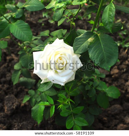 white rose on a background of a green bush