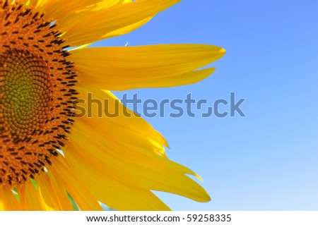 half segment of a flowering sunflower a sky background