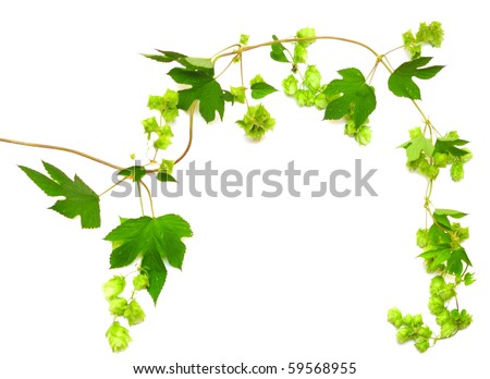 Vine Of Leaves