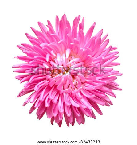 Aster Flower Images
