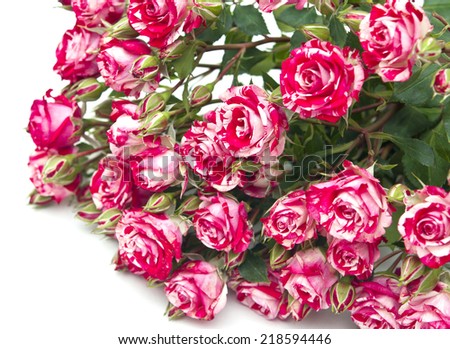 Bouquet of red-white roses, isolated on white