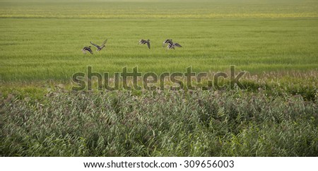 A flock of ducks taking flight from a wetland