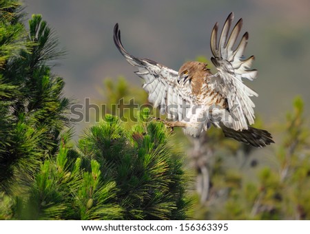 Short-toed Snake Eagle in flight