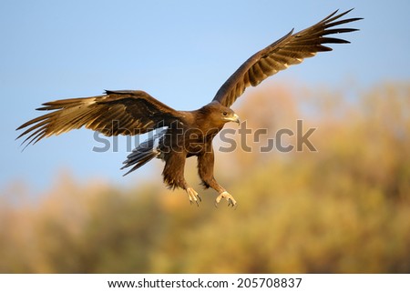 Greater Spotted Eagle landing
