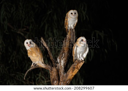 Barn Owl: family portrait