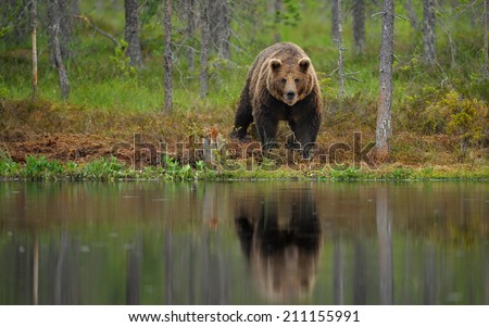 Portrait of Brown Bear