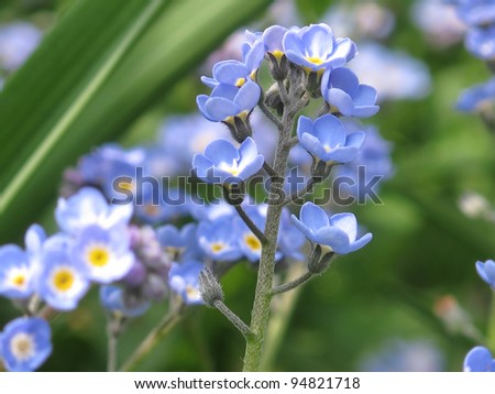 Forget-me-not, forget me not, knot, blue flower