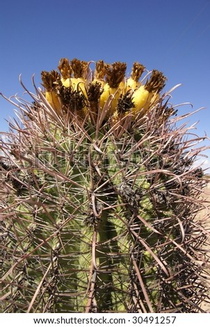 Yellow ripe fruits on top of barrel cacti in Sonoran desert, Arizona